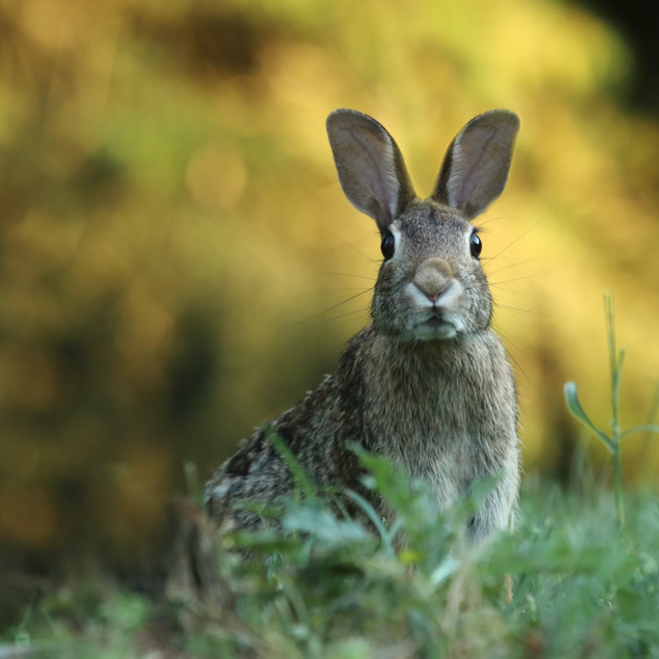 Protect Habitat and Promote Biodiversity