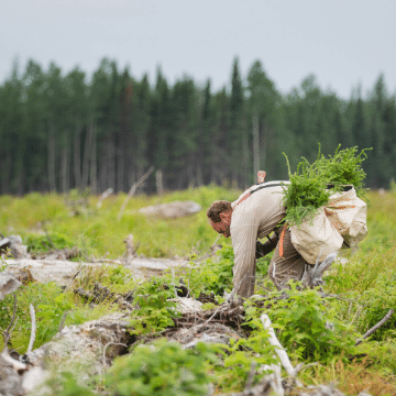 Tree planter planting trees