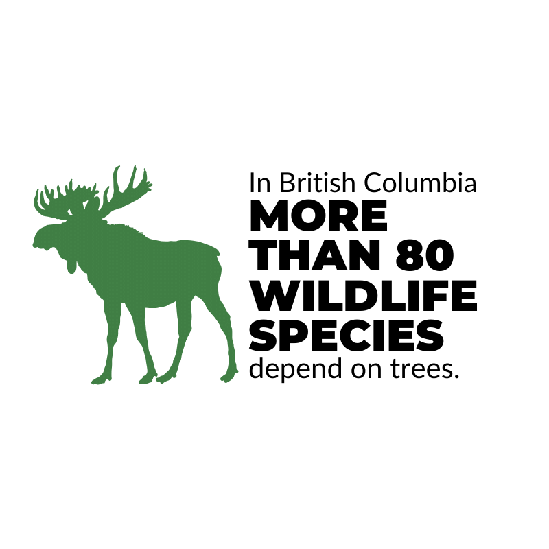 In British Columbia more than 80 wildlife species depend on trees.