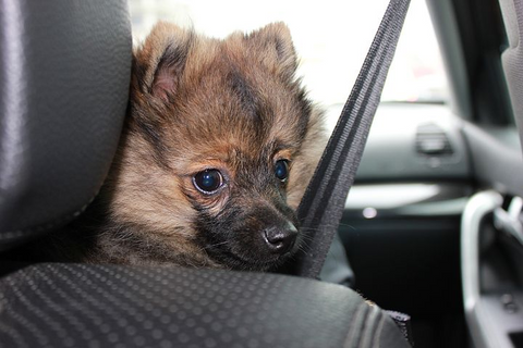 Dog Safety In The Car