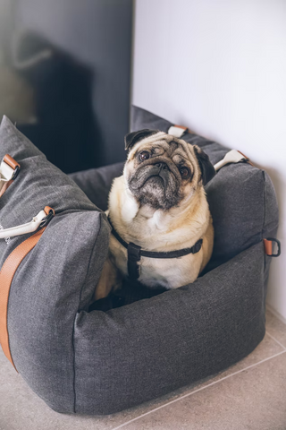 The Best Dog Car Seats