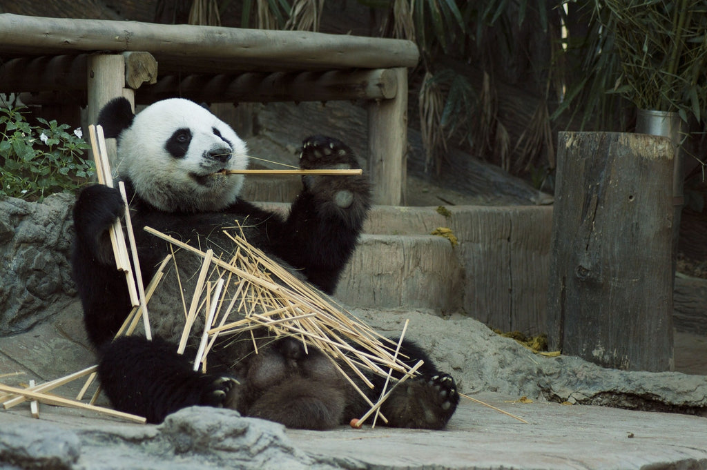 panda qui mange du bambou