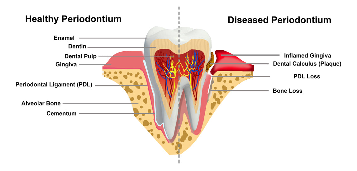 Five anatomical structures of the periodontium