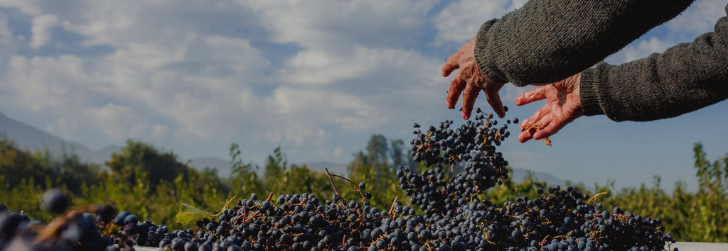 Manual harvest natural wine