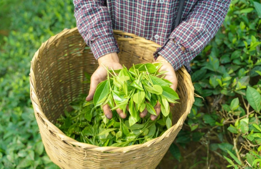 Agricultor com chá orgânico