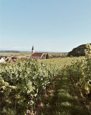 Weingarten von Patrick Meyer
