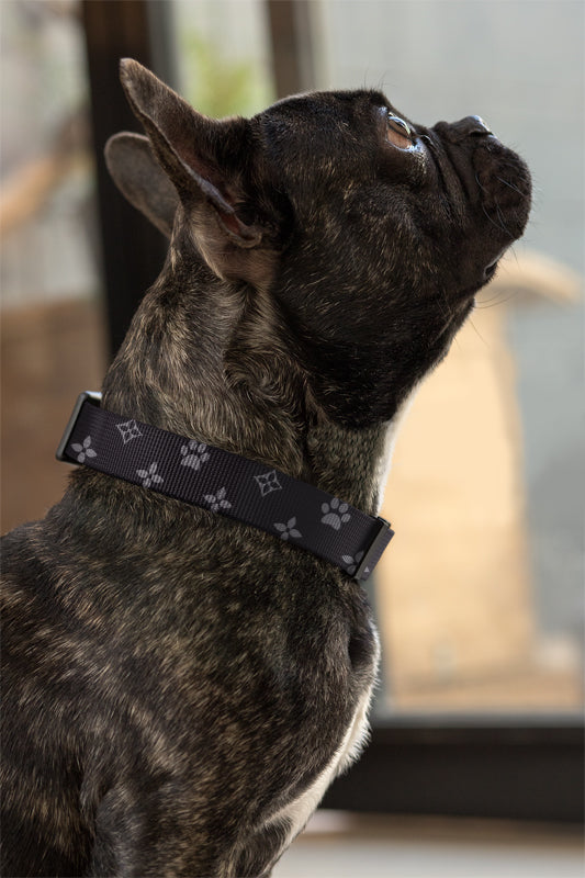 Furbabe Apparel - The Chewy Vuitton collars! ✨😍 Leash set coming soon! 🚨  Who's excited?! 😍😍 Shop available in our bio 🛍️ #furbabeapparel