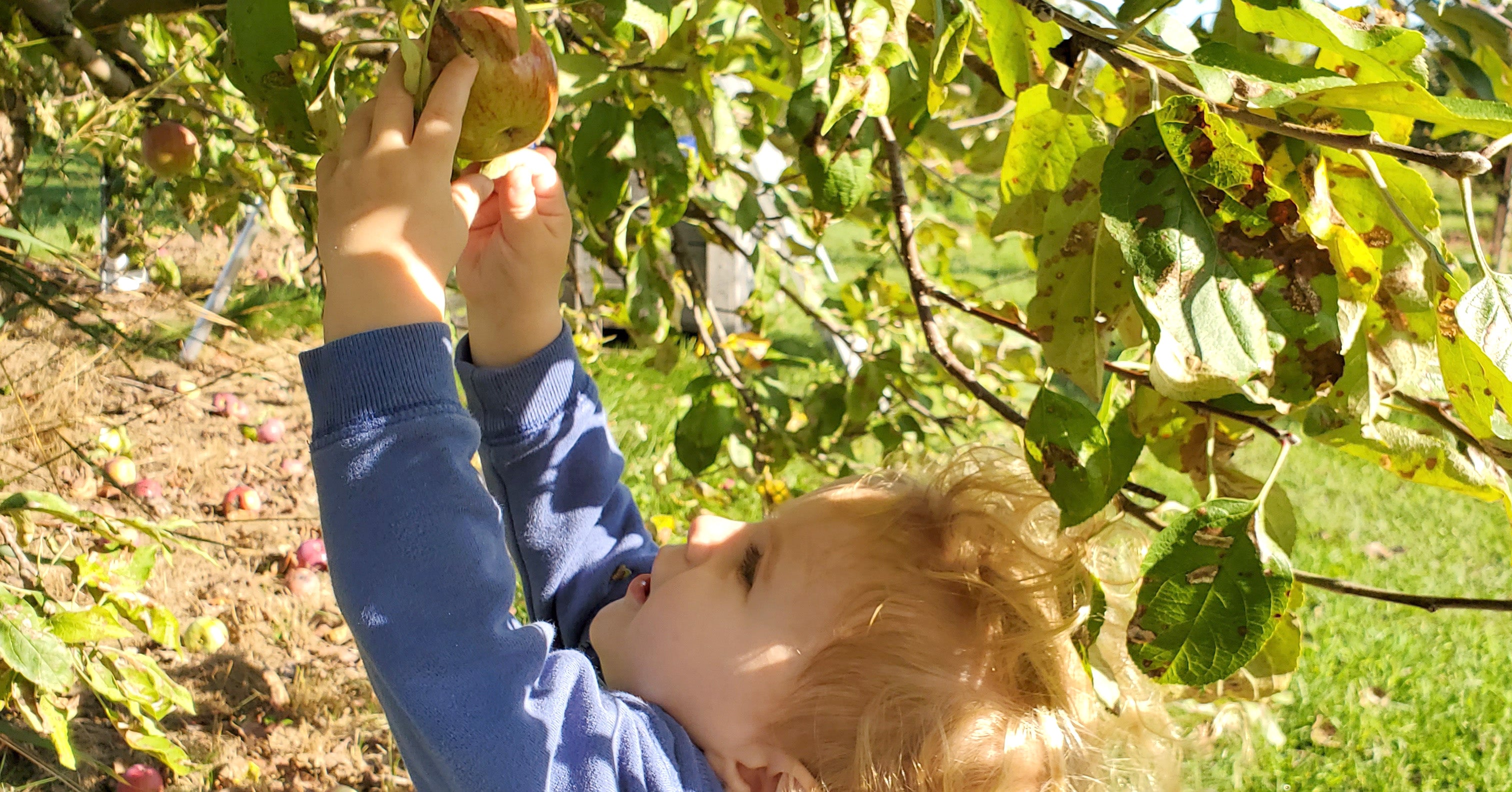 kids picking apples from a tree