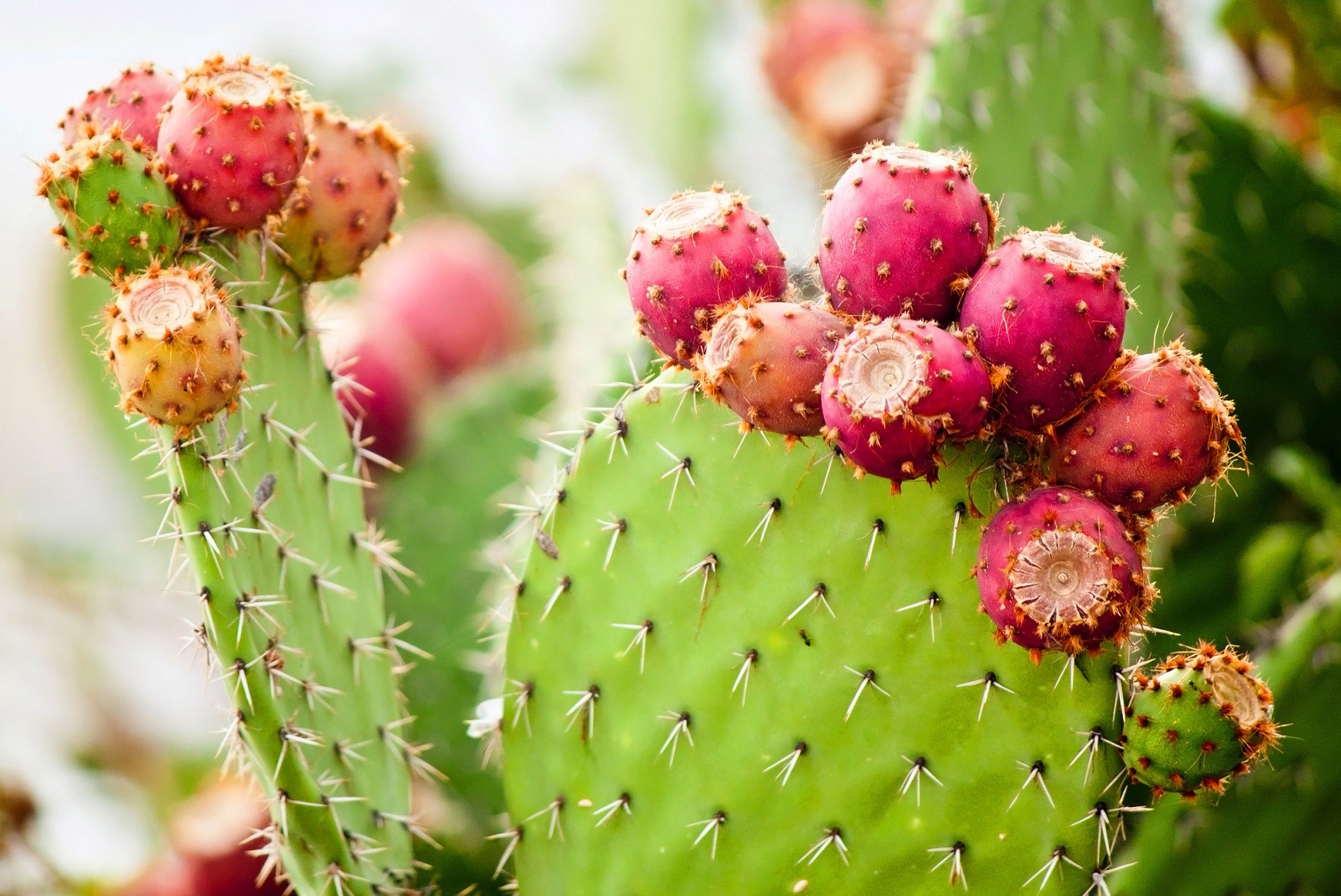 The Top 4 Prickly Pear Benefits For Skin ?v=1663333427