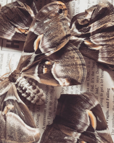 Wild Ethiopian Eri Silk moth