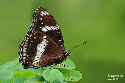 Great Eggfly Butterfly