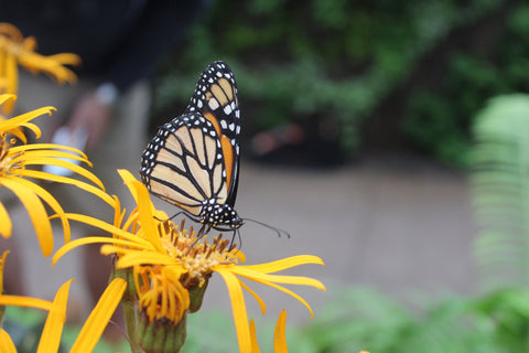 Gardens of Hope Prince Edward Island Summer