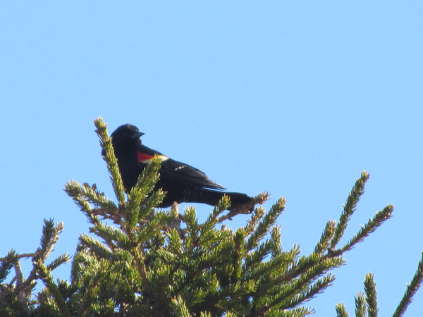 Red Winged Black Bird