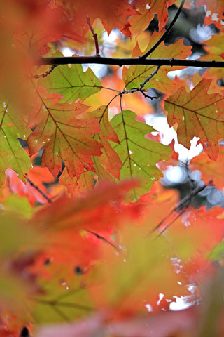 Fall in Prince Edward Island