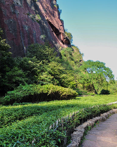 Tea Bushes Growing Underneath Karst Rock Formations In Wuyishan Mountains A UNESCO World Natural And Cultural Heritage Site