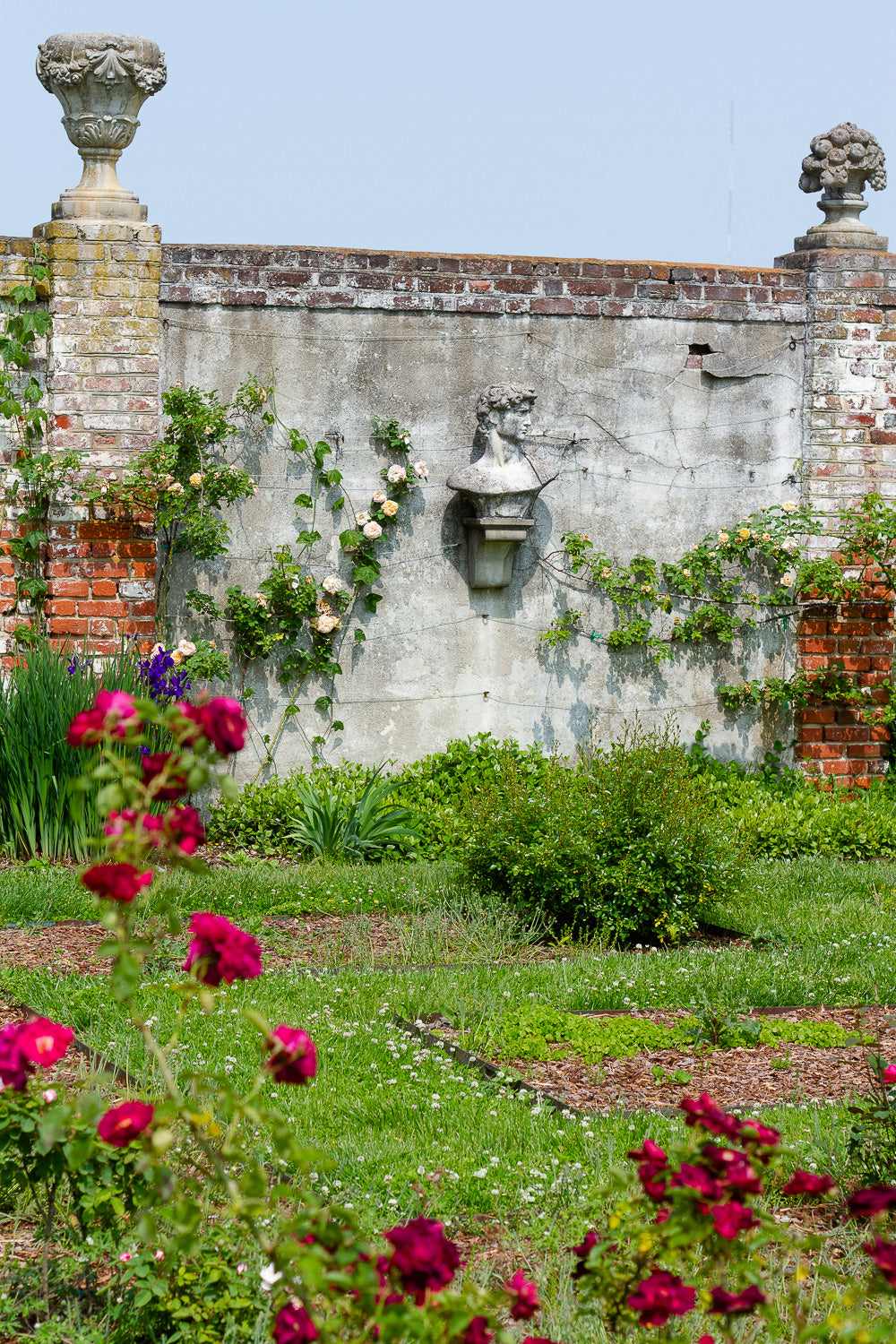 classical statue head on garden wall with roses