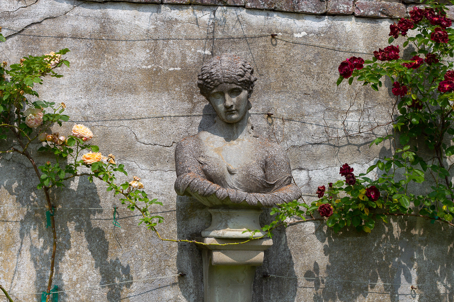 classical statue head with climbing roses