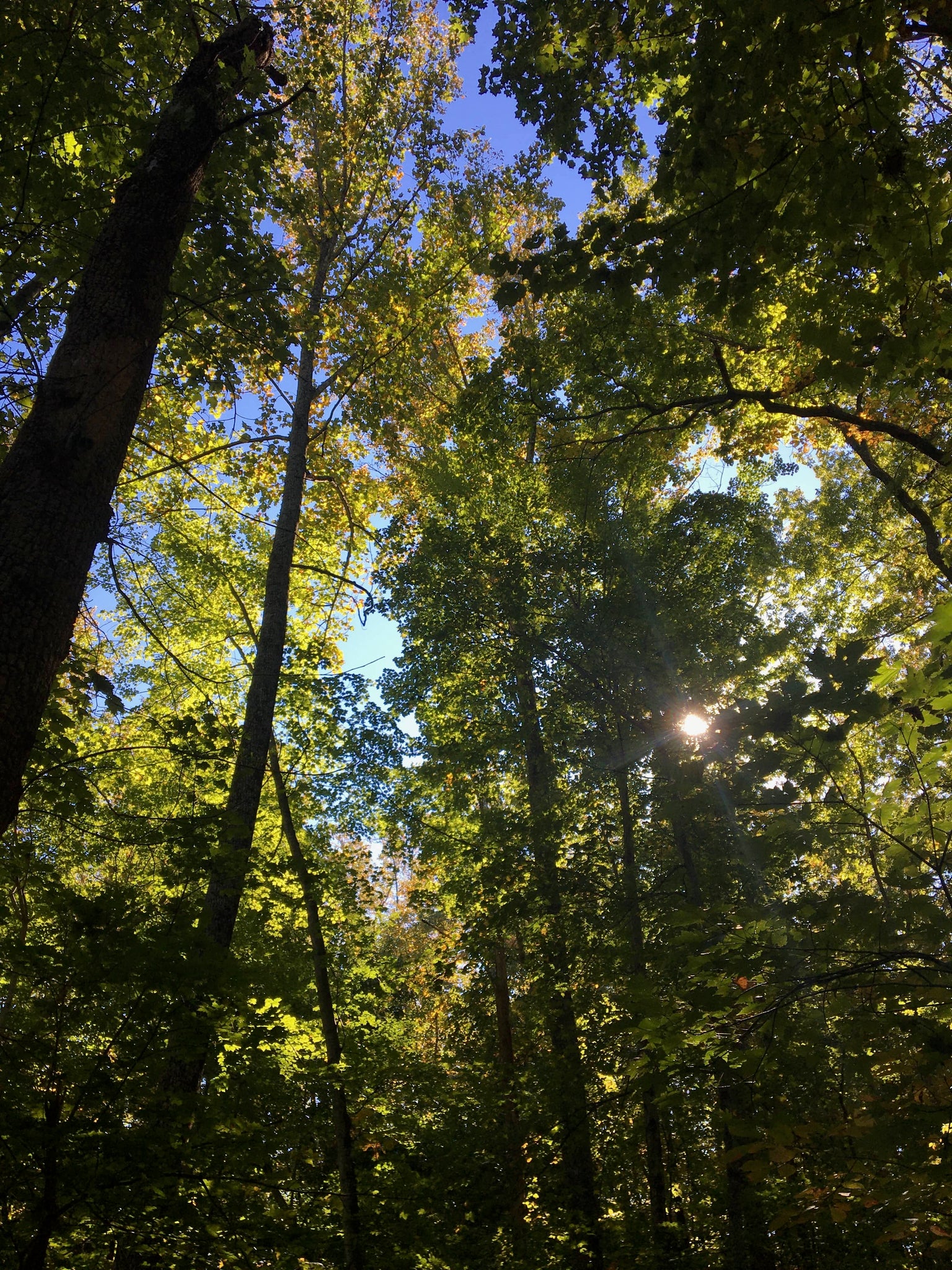 Forest scene 