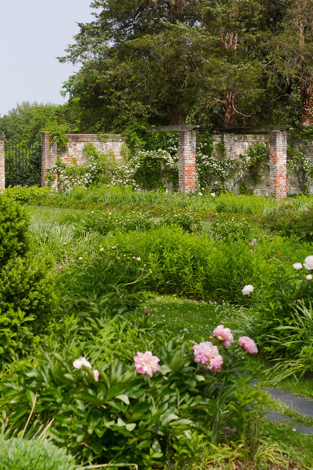 rustic brick wall with climbing roses and peonies