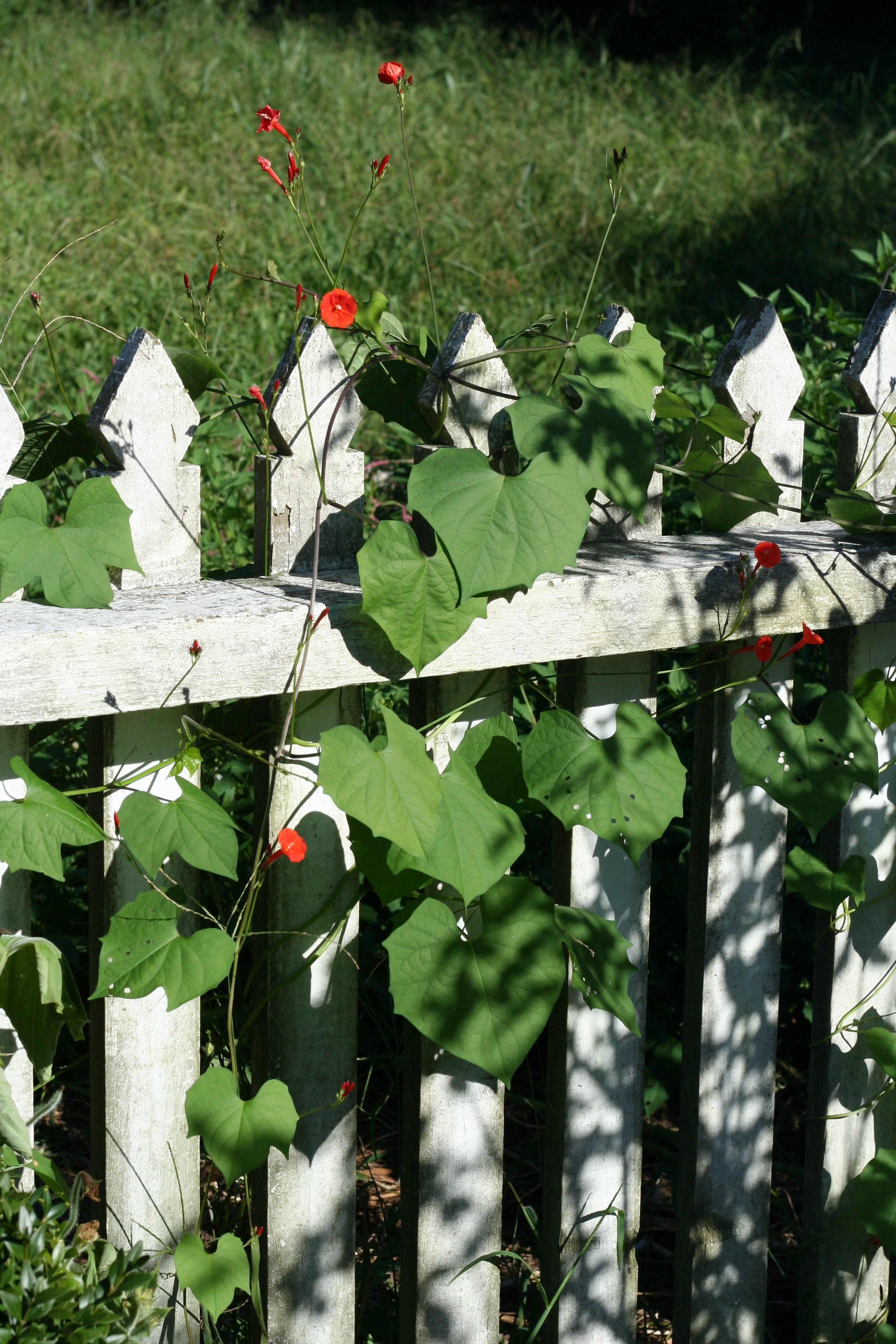 Flower vines on a picket fence