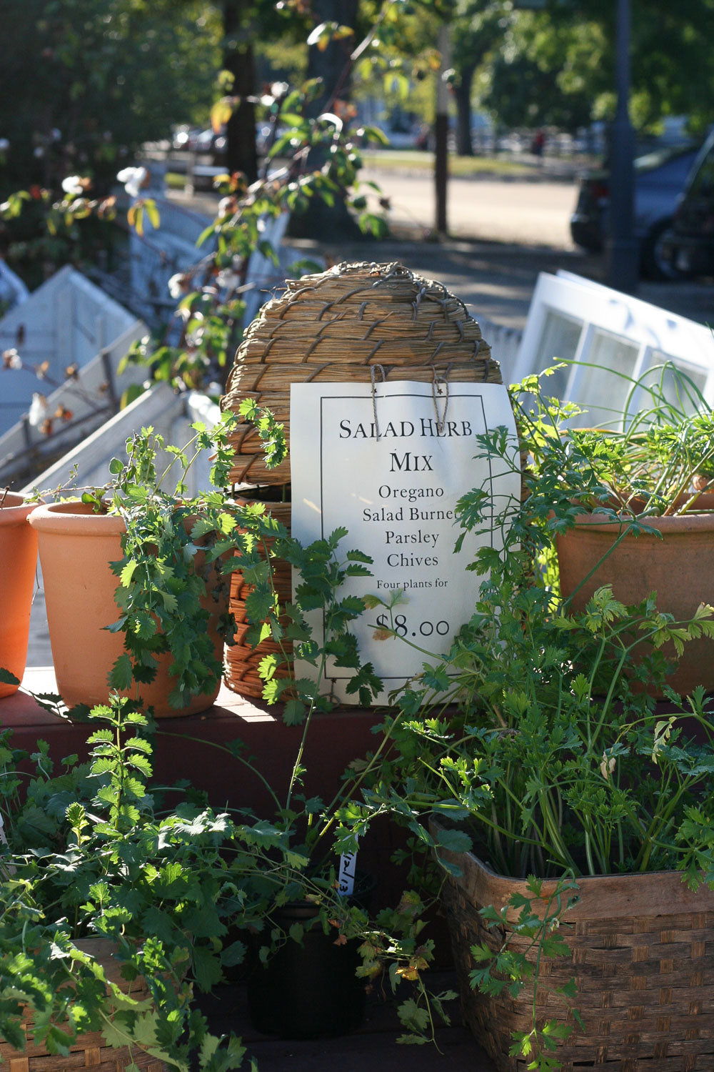 Garden plants on display at Colonial Williamsburg