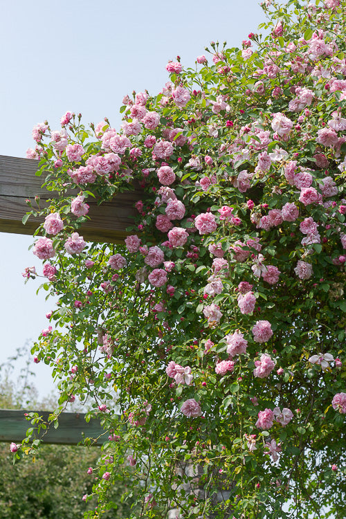 rose bush on trellis