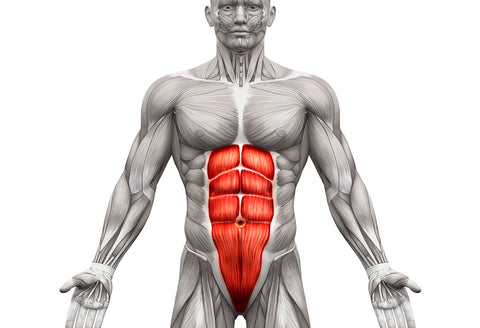 dumbbell exercises for the rectus abdominis