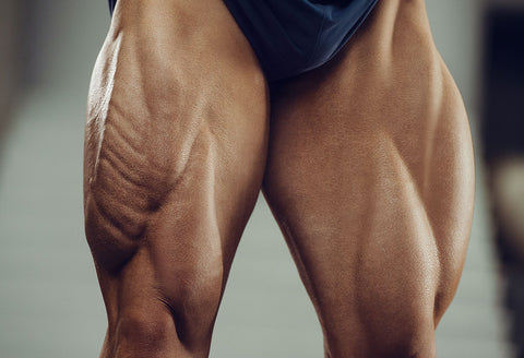 quadriceps femoris muscle