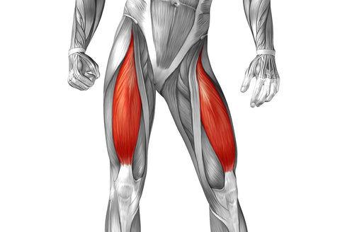 quadriceps muscle rectus femoris