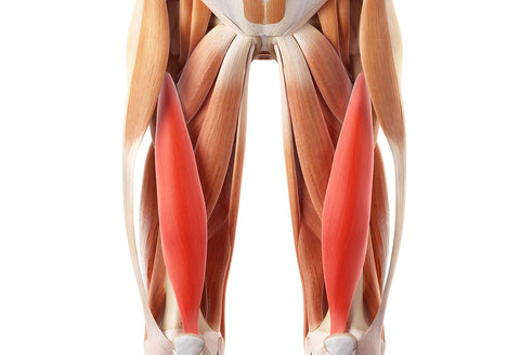 quadriceps muscle vastus intermedius