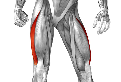 quadriceps muscle vastus lateralis