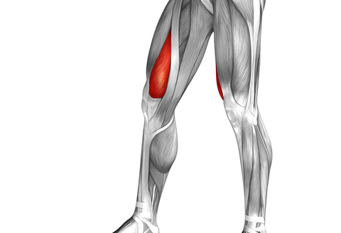 quadriceps muscle vastus medialis