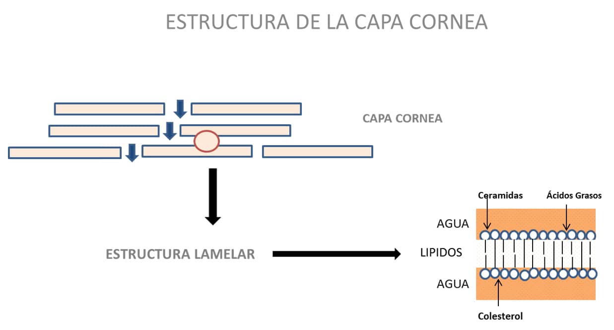 Estructura de la capa cornea