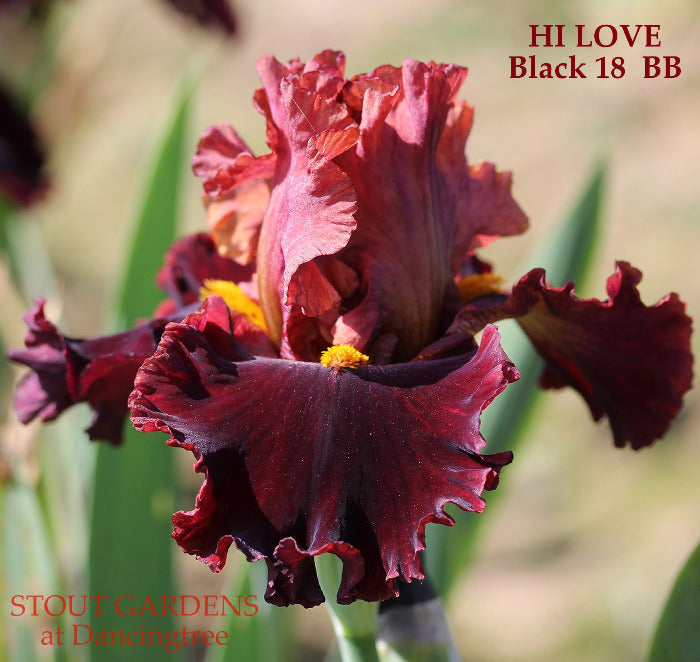 Iris Hi Love
