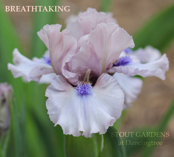 Iris Breathtaking Stout Gardens At Dancingtree