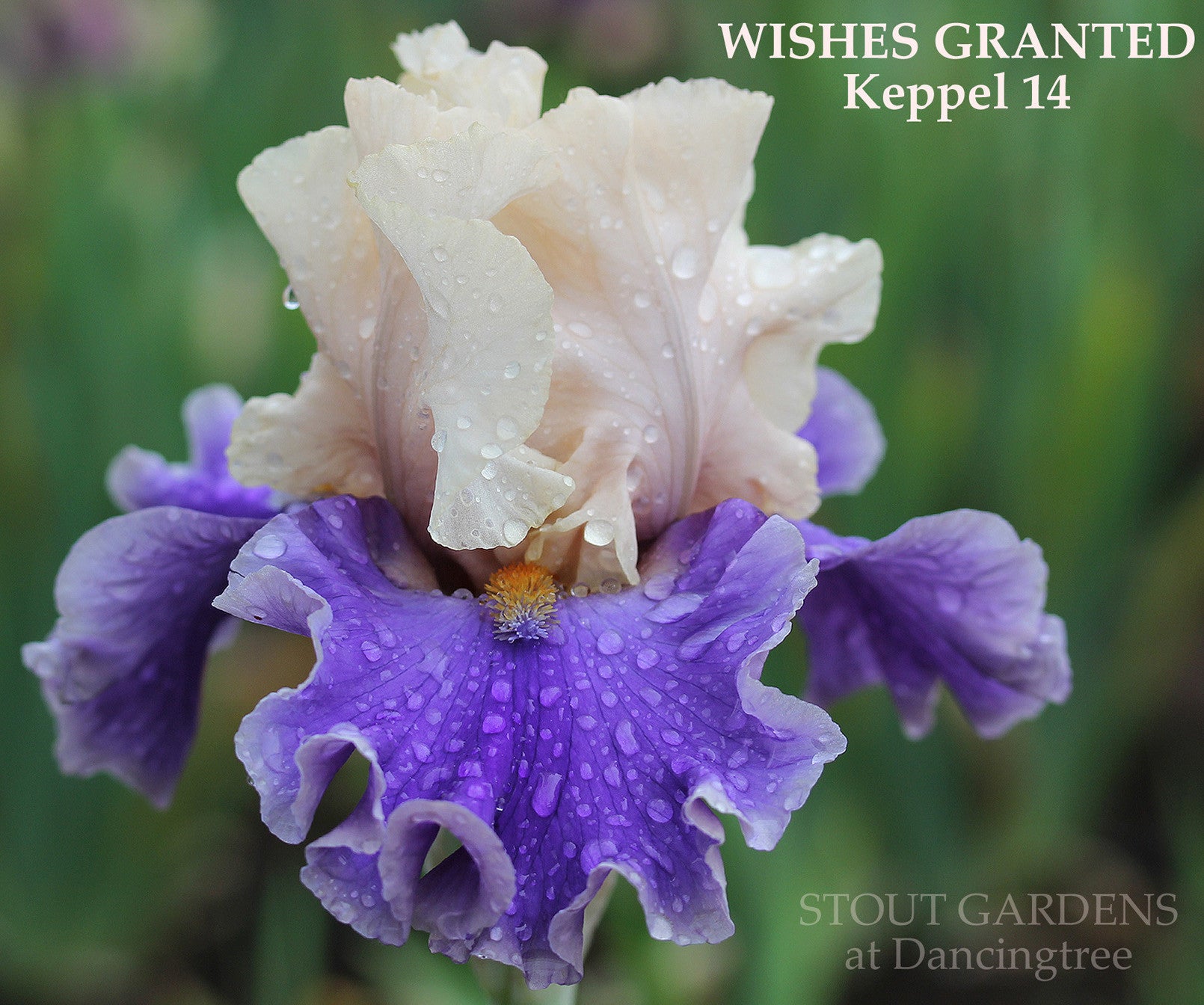 Iris Wishes Granted Stout Gardens At Dancingtree