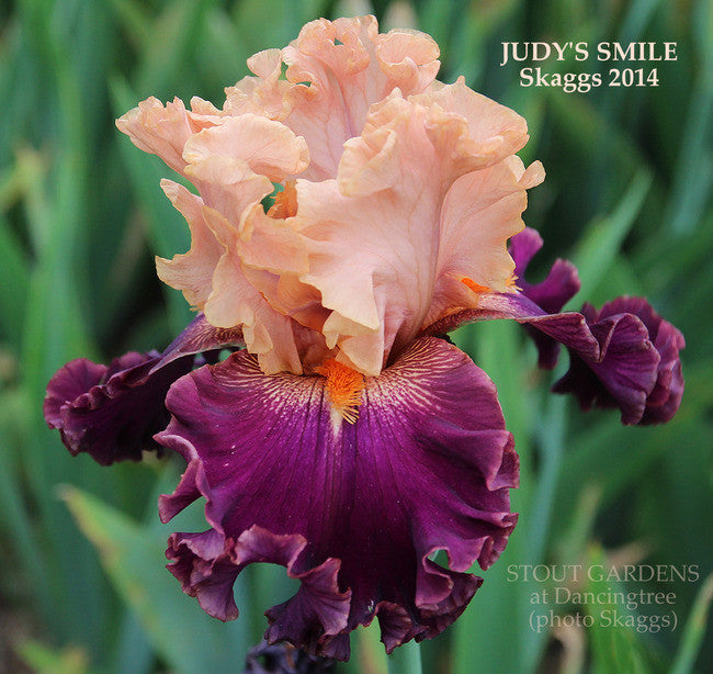 Iris Judy's Smile