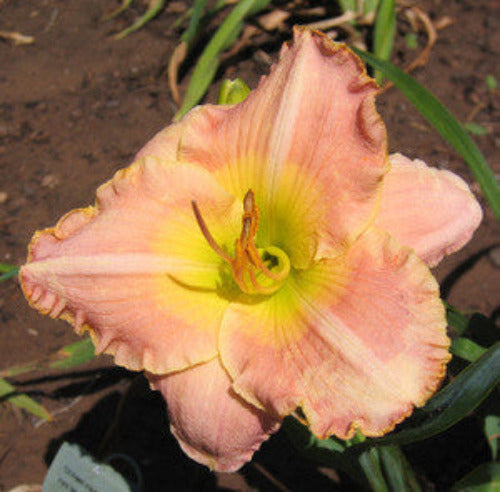 Daylily Dorma Knaresborough Stout Gardens At Dancingtree