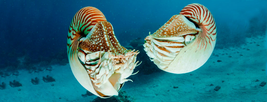 Coquillages Nautilus sous l'eau