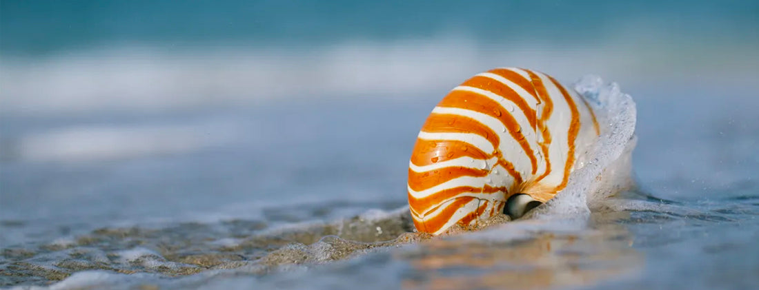 coquillage Nautile vertus et propriété