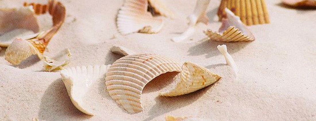 Coquillages cassés éparpillés sur le sable