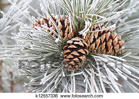 Frosted Pine
