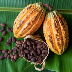 benefits of having cacao