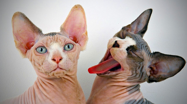 chat sphynx grimace