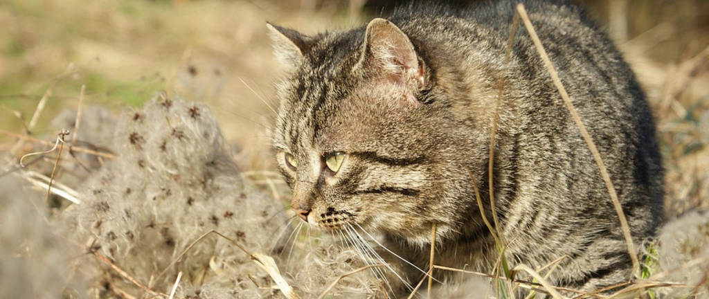 Chat chasseur