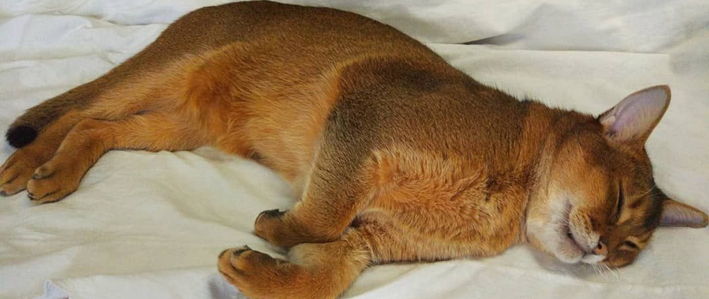 Chat Abyssins Dort