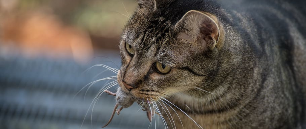 Chat chasseur