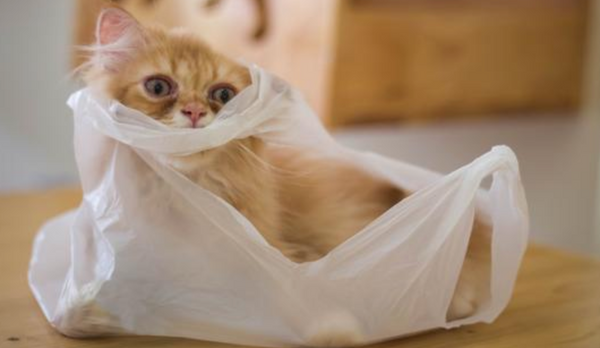 chat joue sac plastique