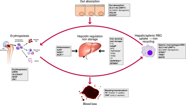 How To Fix Iron Deficiency: A Comprehensive Guide