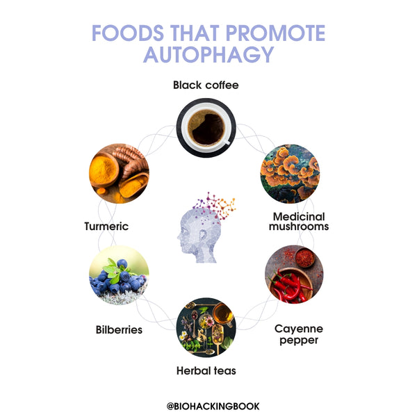 Autophagy – The Major Cleaning System of the Body